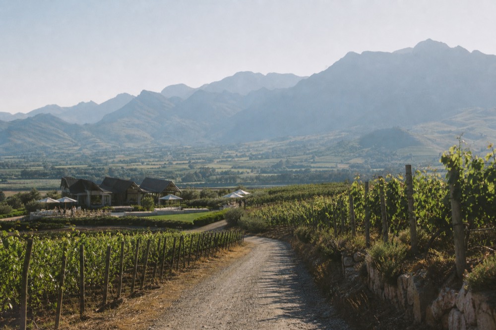 Road winding through vineyards toward mountains in the Cape Winelands, no text, no logos, no people