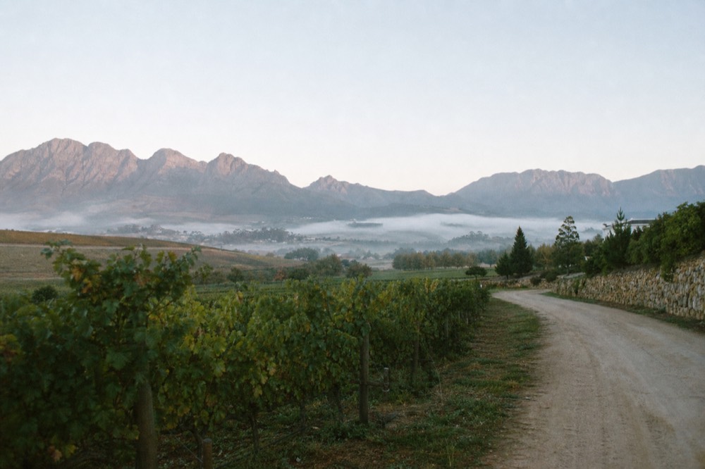 Vineyard rows and mountain backdrop along a Franschhoek valley road, no text, no logos, no people