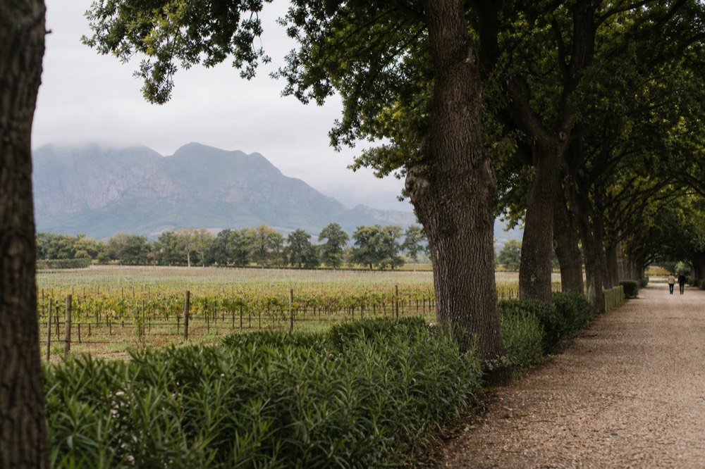 Vineyard rows and mountain backdrop on a wine estate near Stellenbosch, no text, no logos, no people