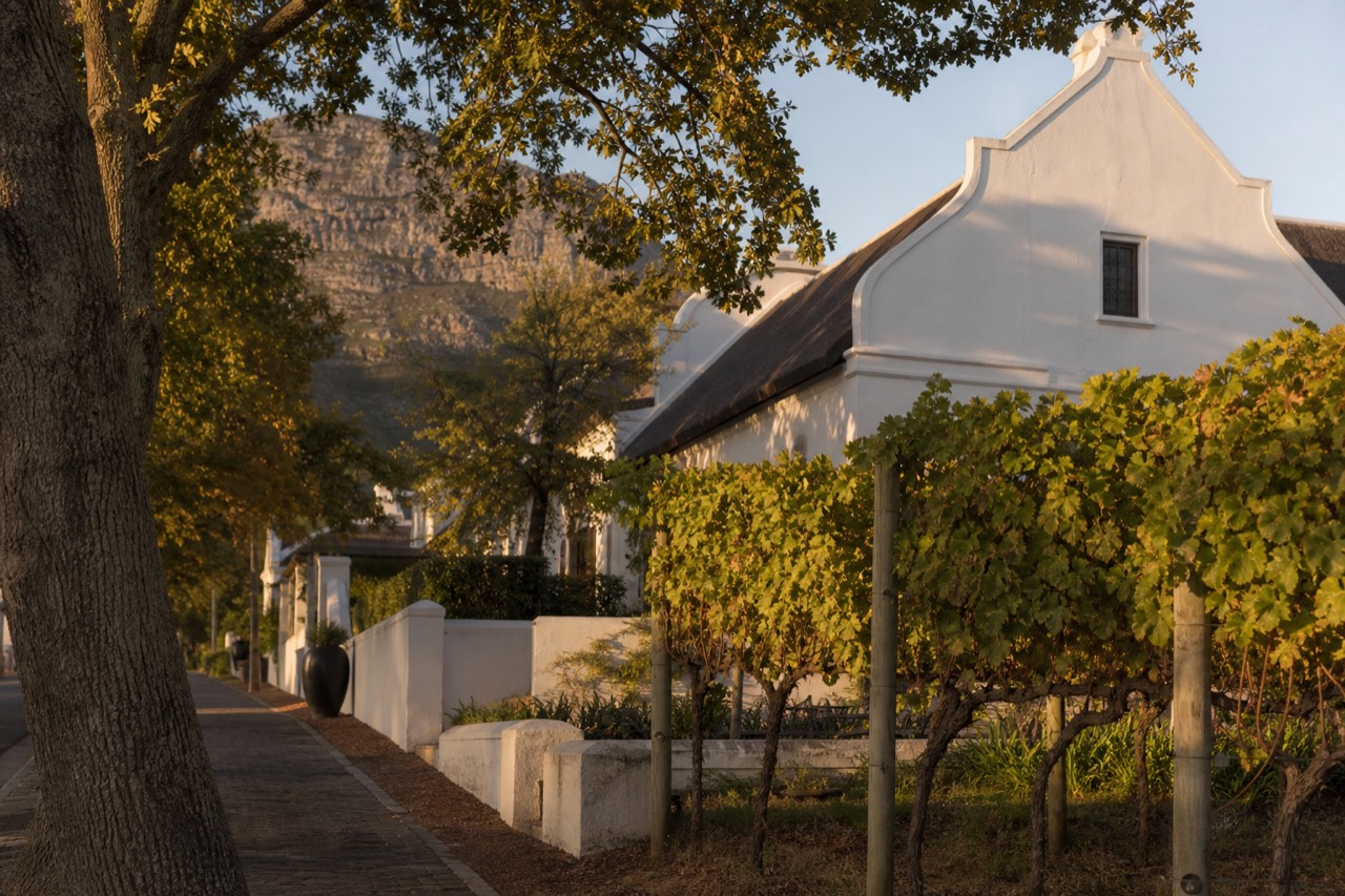 Oak-lined street with Cape Dutch architecture in Stellenbosch, no text, no logos, no people
