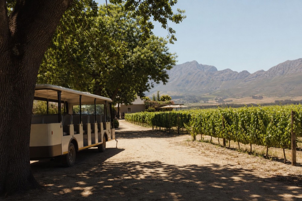 Open-air tram-bus parked beside vineyard rows in the Franschhoek Valley, no text, no logos, no people