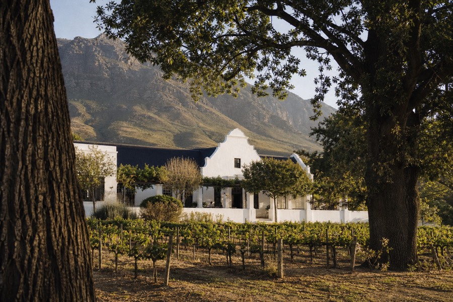 A whitewashed Cape Dutch gabled homestead among vineyard rows with oak trees and mountains behind