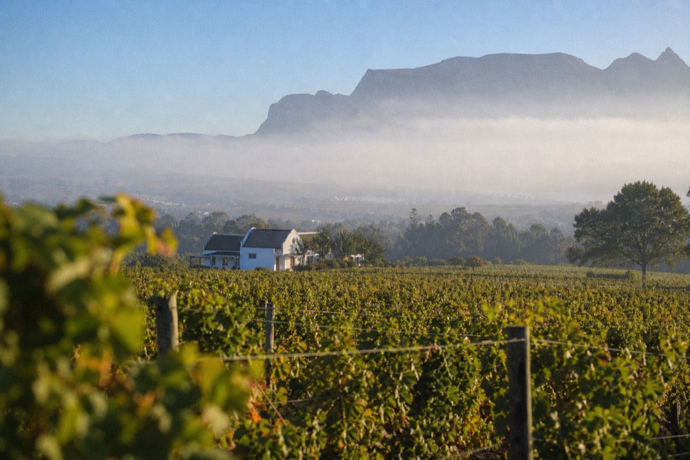 Vineyard rows in late summer with grapes near harvest, no text, no logos, no people