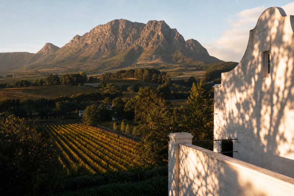 Vineyard rows in the Constantia valley with Table Mountain in the background, no text, no logos, no people