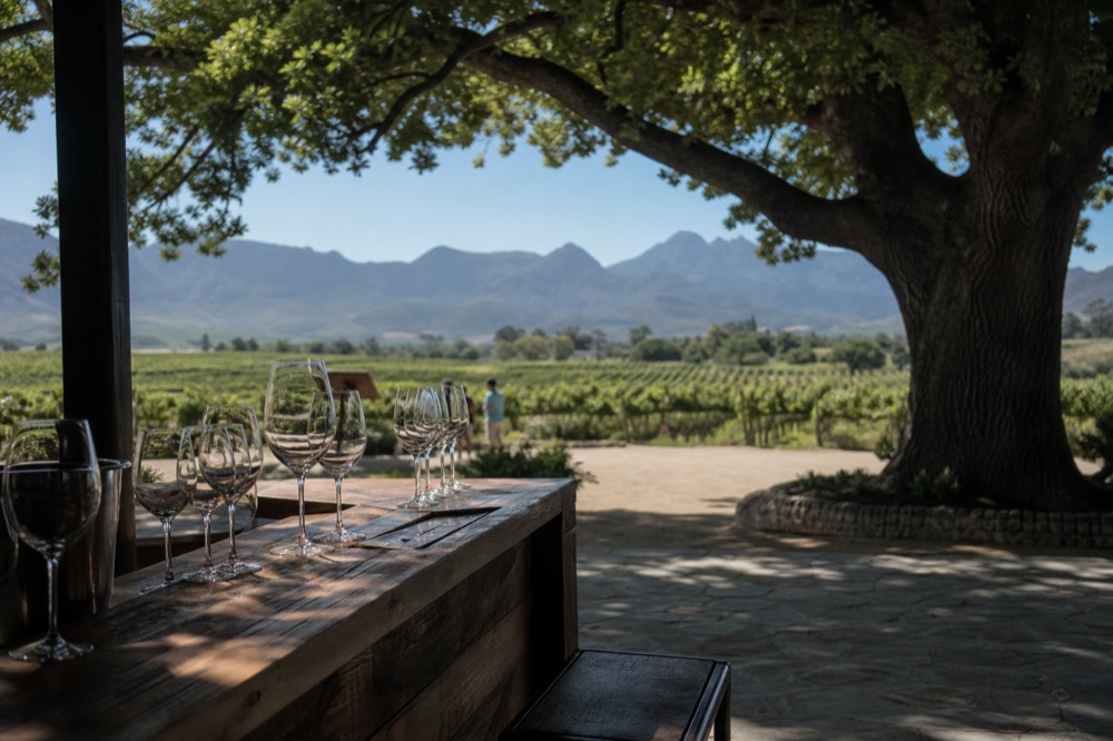 Cellar door tasting room with wine glasses on a wooden counter, no text, no logos, no people