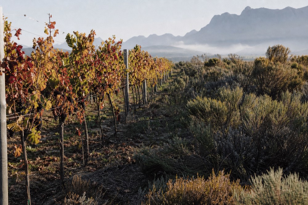 Rows of red wine grapes on vines in a Paarl vineyard, no text, no logos, no people