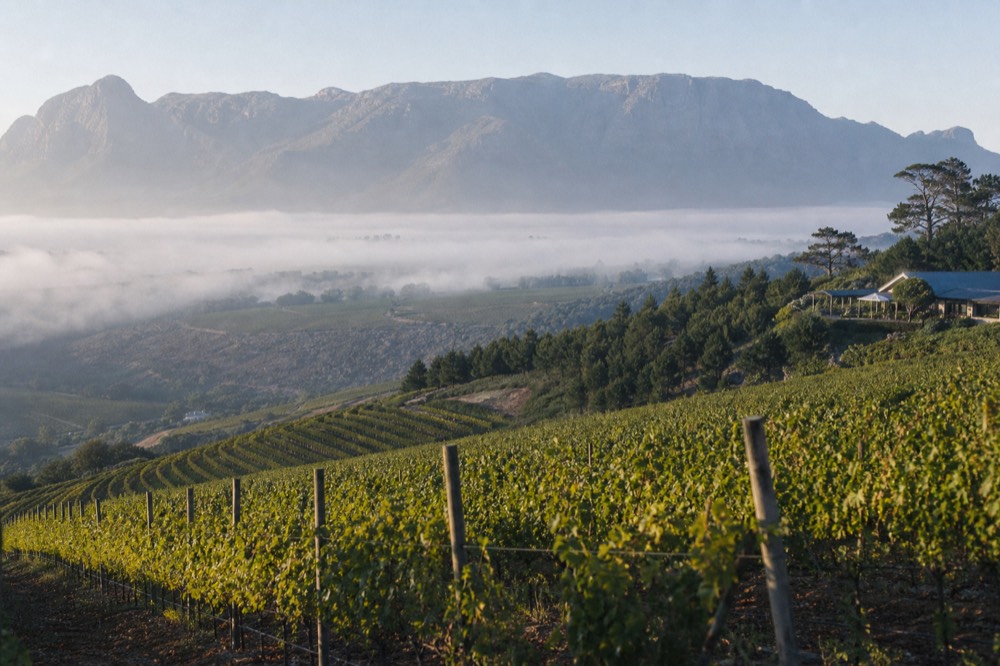 Vineyard rows climbing a valley slope in the Cape Winelands under a clear sky, no text, no logos, no people