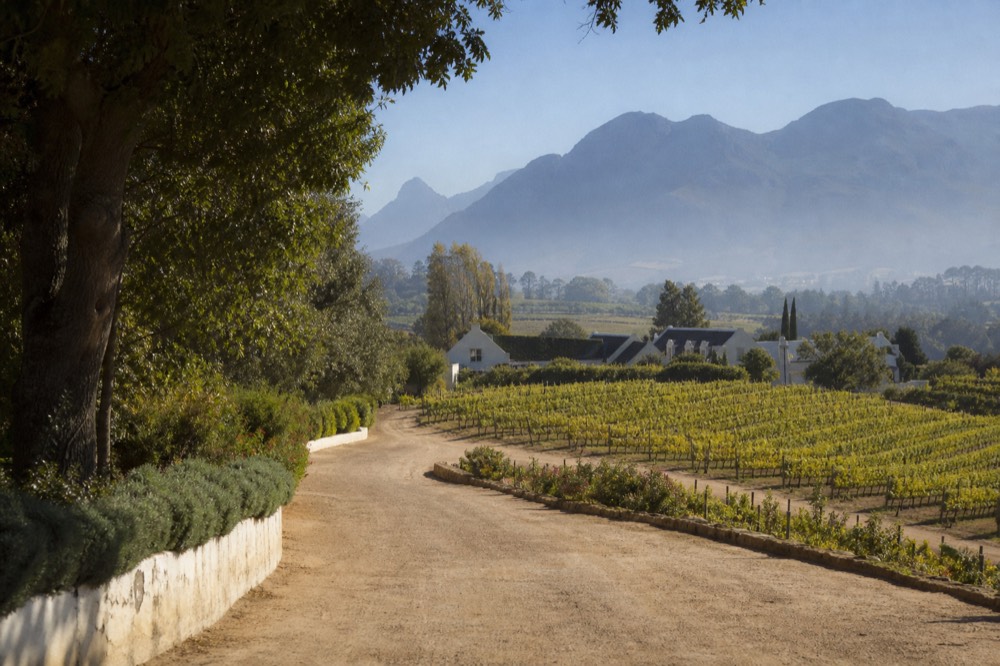 A road winding through vineyards toward mountains in the Cape Winelands, no text, no logos, no people