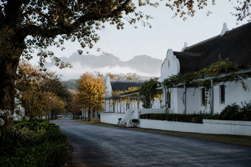 Oak-lined street in Stellenbosch with Cape Dutch architecture, no text, no logos, no people
