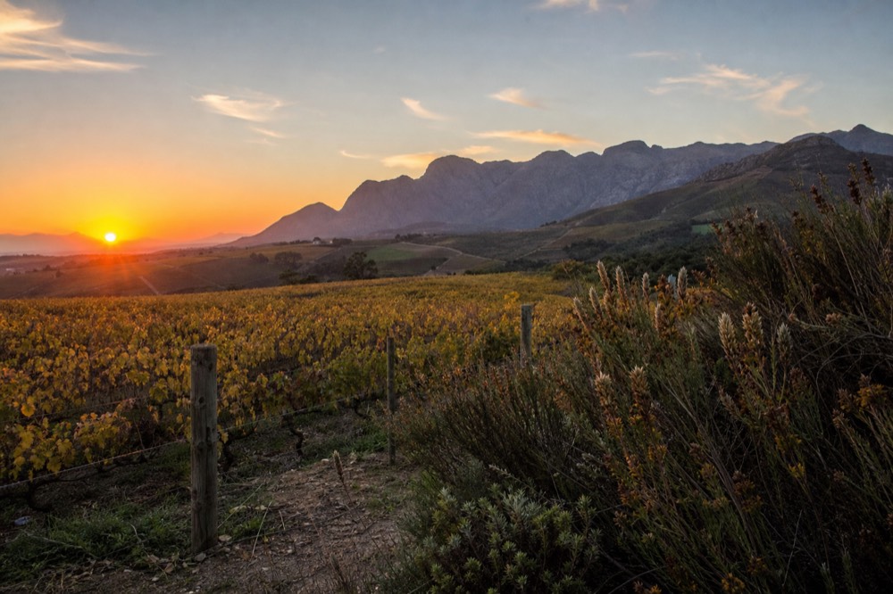 Sunset over vineyard rows and mountains in the Cape Winelands, no text, no logos, no people